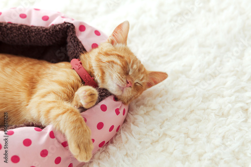 Fototapeta Naklejka Na Ścianę i Meble -  Kitten sleeping in the bed