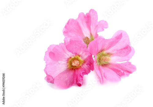 three pink flower on white background
