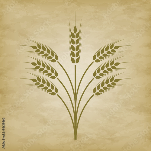 spikelets of wheat