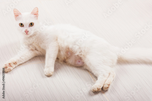 cute white cat lying on the ground © napatcha
