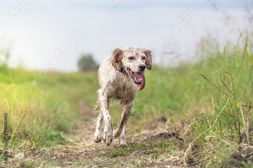 Wet dog running in in swamp area