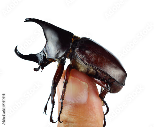 Rhinoceros beetle, Rhino beetle, Hercules beetle, Unicorn beetle © nakornchaiyajina