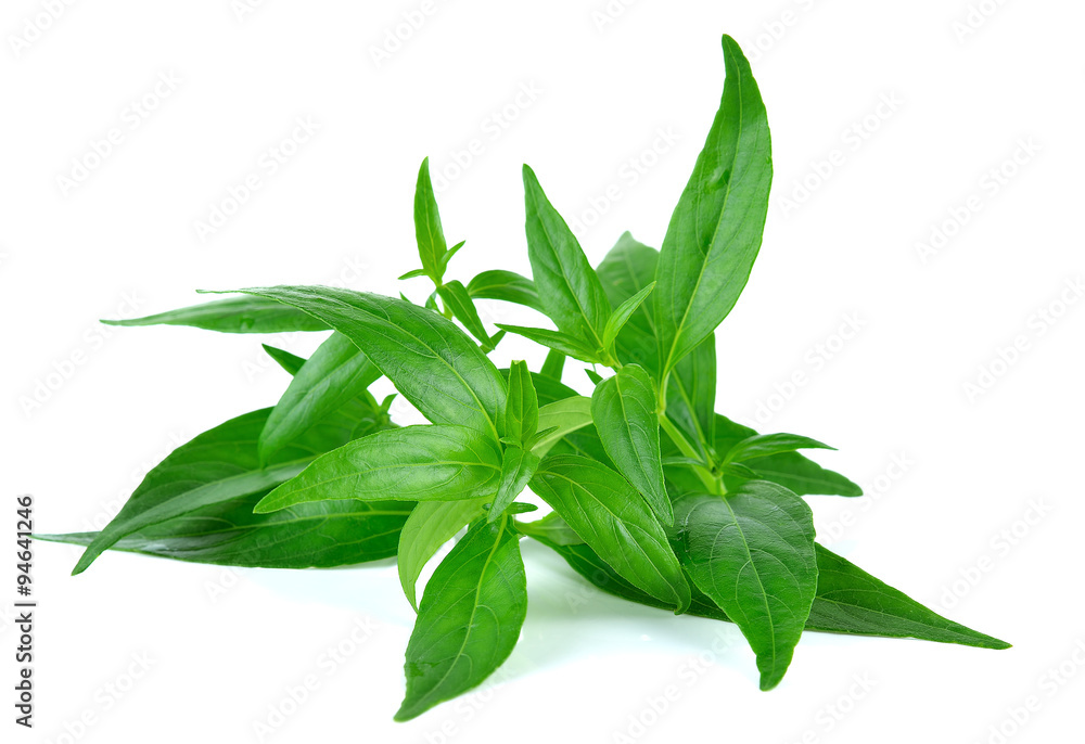 Fototapeta premium Andrographis paniculata plant on white background