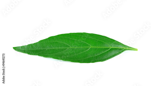 Andrographis paniculata plant on white background,Thai herbal