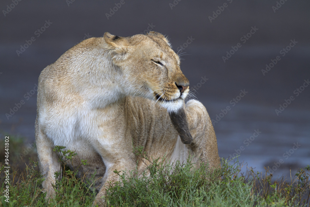 Fototapeta premium Wild lioness in the rain