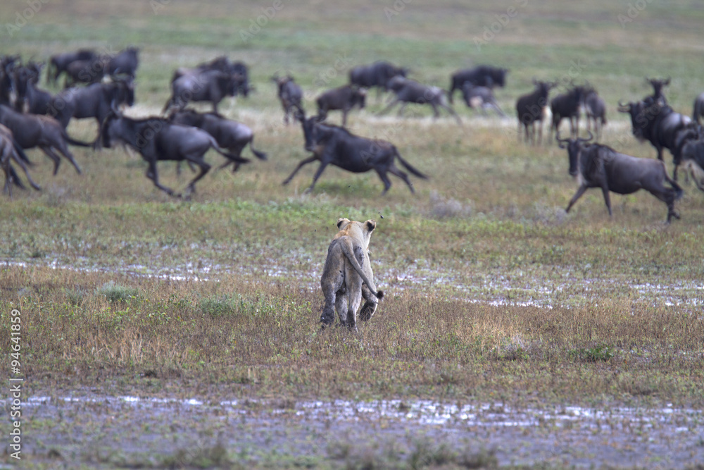 Fototapeta premium Wild lion trying to hunt wildebeest
