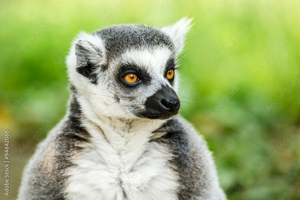 Obraz premium Lovely ring-tailed lemur face close up
