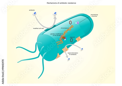 meccanismi dell'antibiotico resistenza
