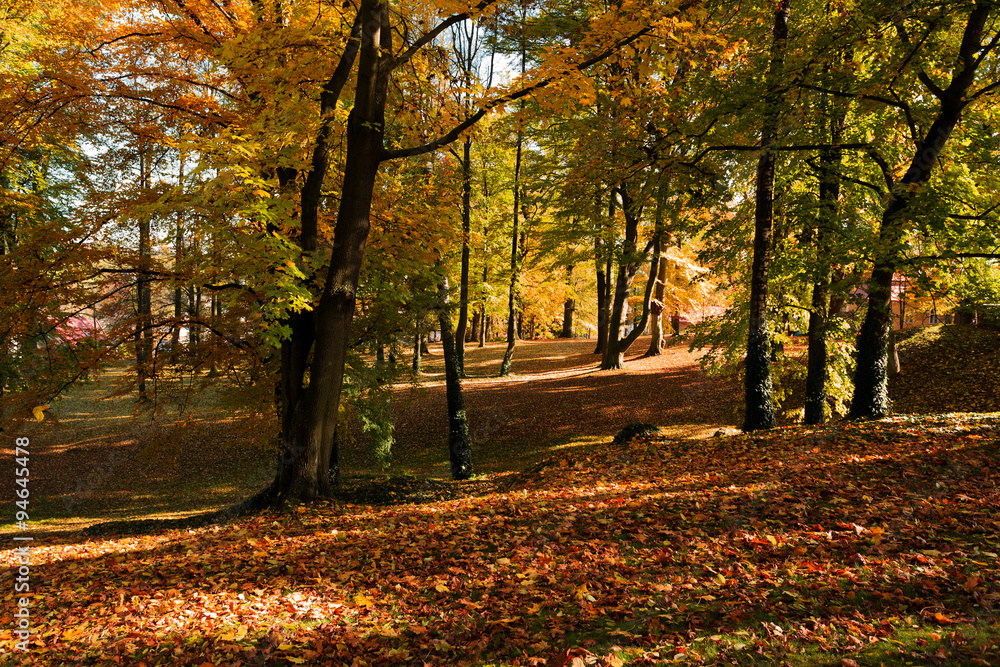 autumn colors in park