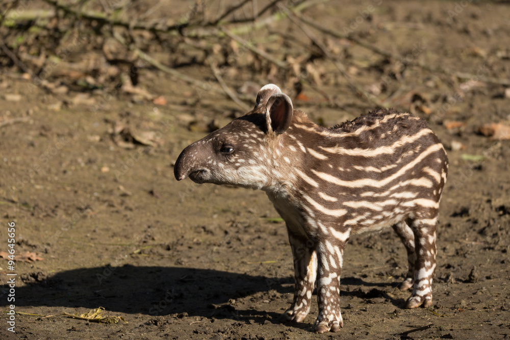 baby of the endangered South American tapir baby of the endangered South American tapir