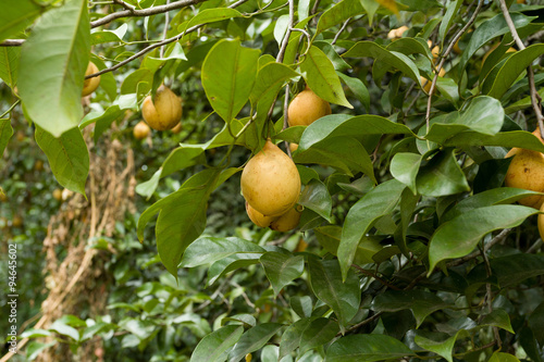 raw Nutmeg hanging on nutmeg tree, North Sulawesi