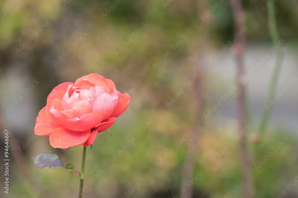 Rote Blüte am Blühen im Herbst Rote Blüte am Blühen im Herbst