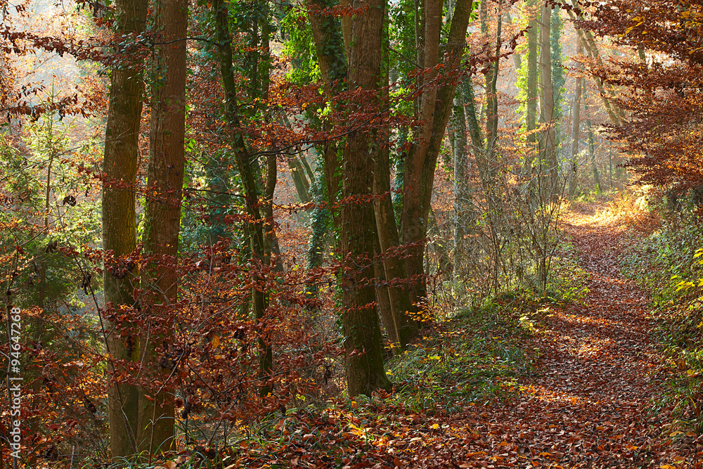 Obraz premium Herbst