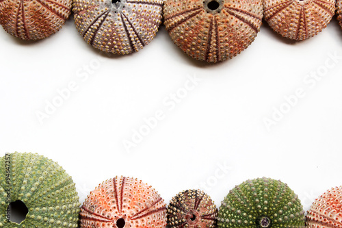 Variety of colorful sea urchins and shells with copy space for your text in the middle - border design 