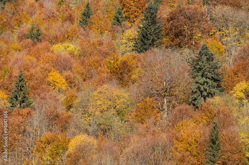 colorful autumn leaves in black forest, Germany 