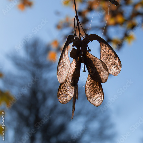maple seeds  autumn