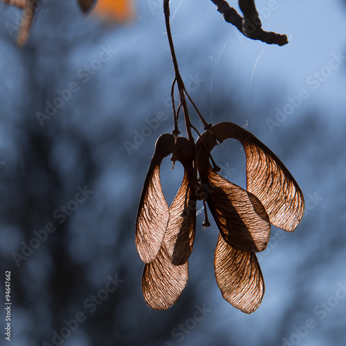 maple seeds  autumn