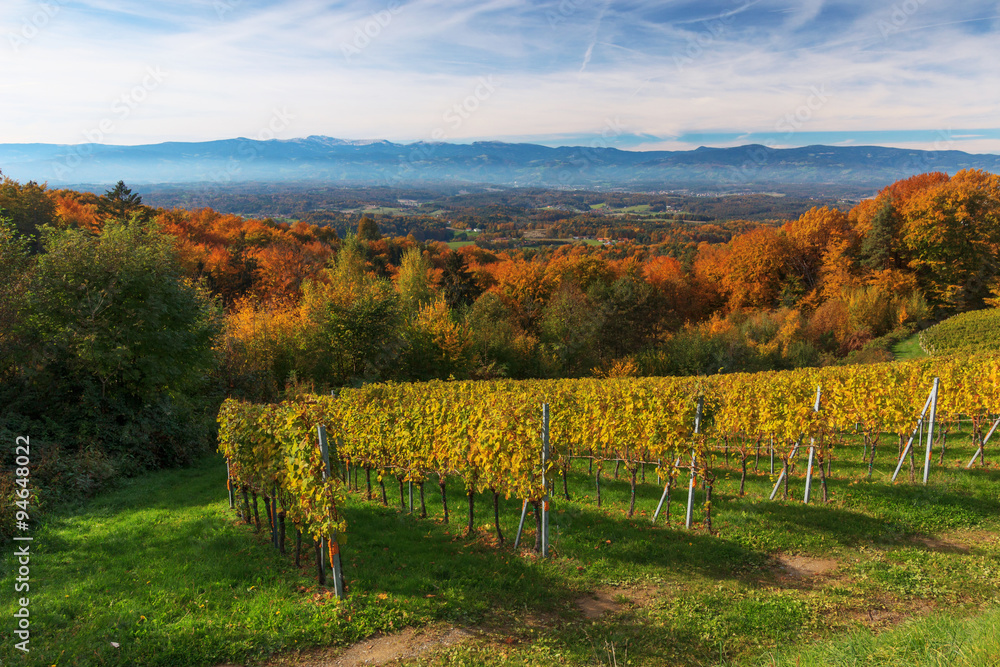 Fototapeta premium Sausaler Weinstraße