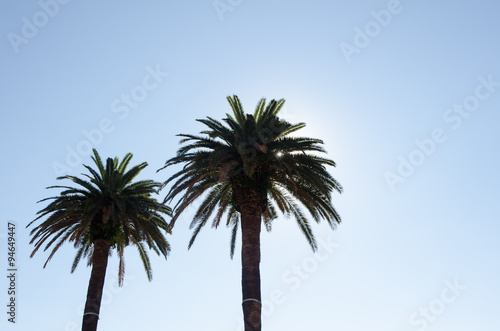 two palm trees in front of a clear blue sky with sun shinning through the leaves on a beautiful day