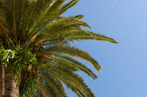 a close-up look up the palm tree in front of a clear blue sky on a sunny day