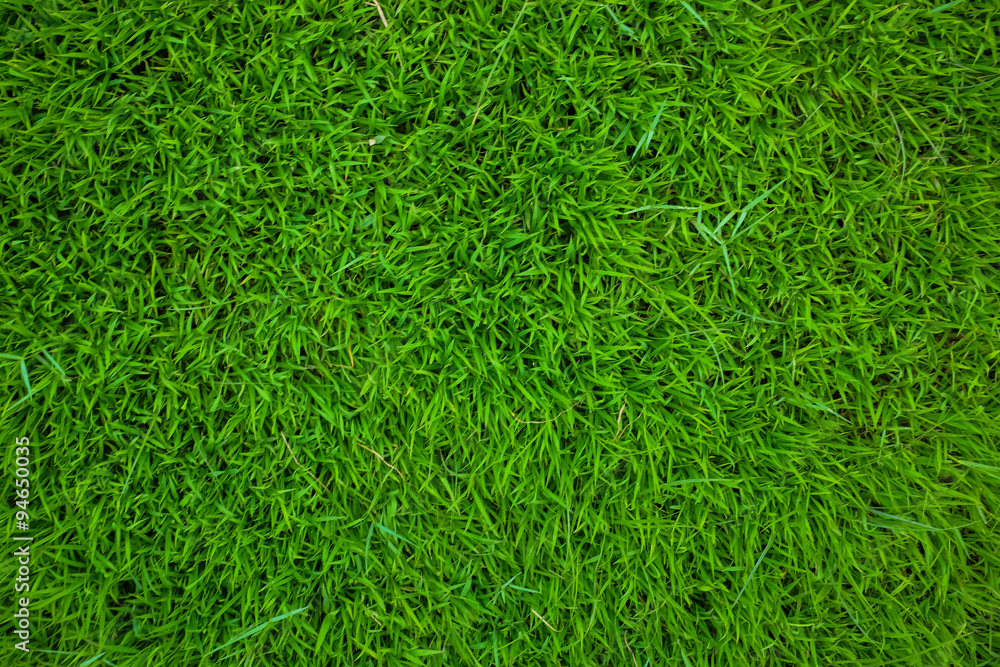 Green grass background texture. Green grass background texture.
