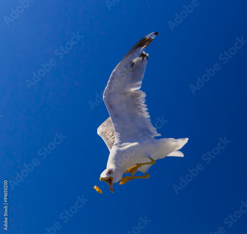 Feeding the seagulls from the ferry, Greece