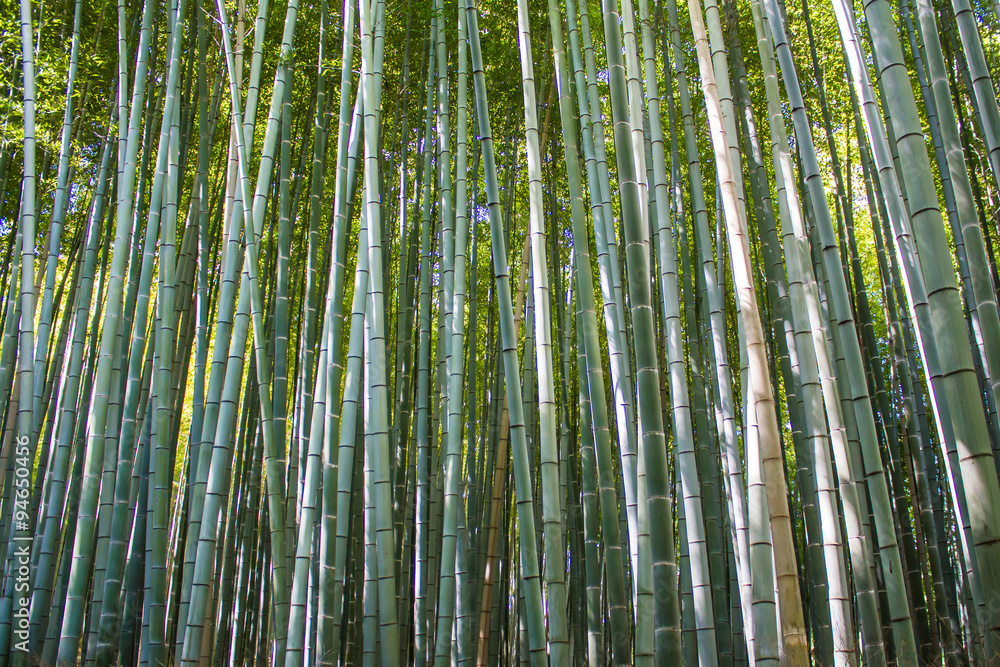 Bamboo forest