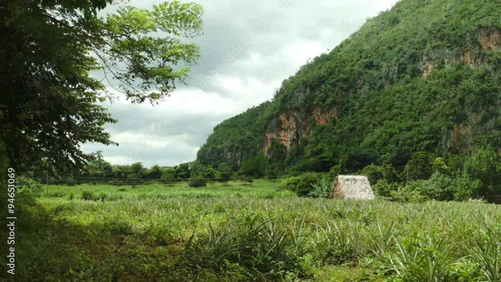 Wind blowing in the tobacco and coffee fields of Vinales valley Cuba