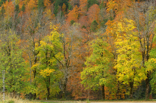 Fototapeta Naklejka Na Ścianę i Meble -  paysage d'automne