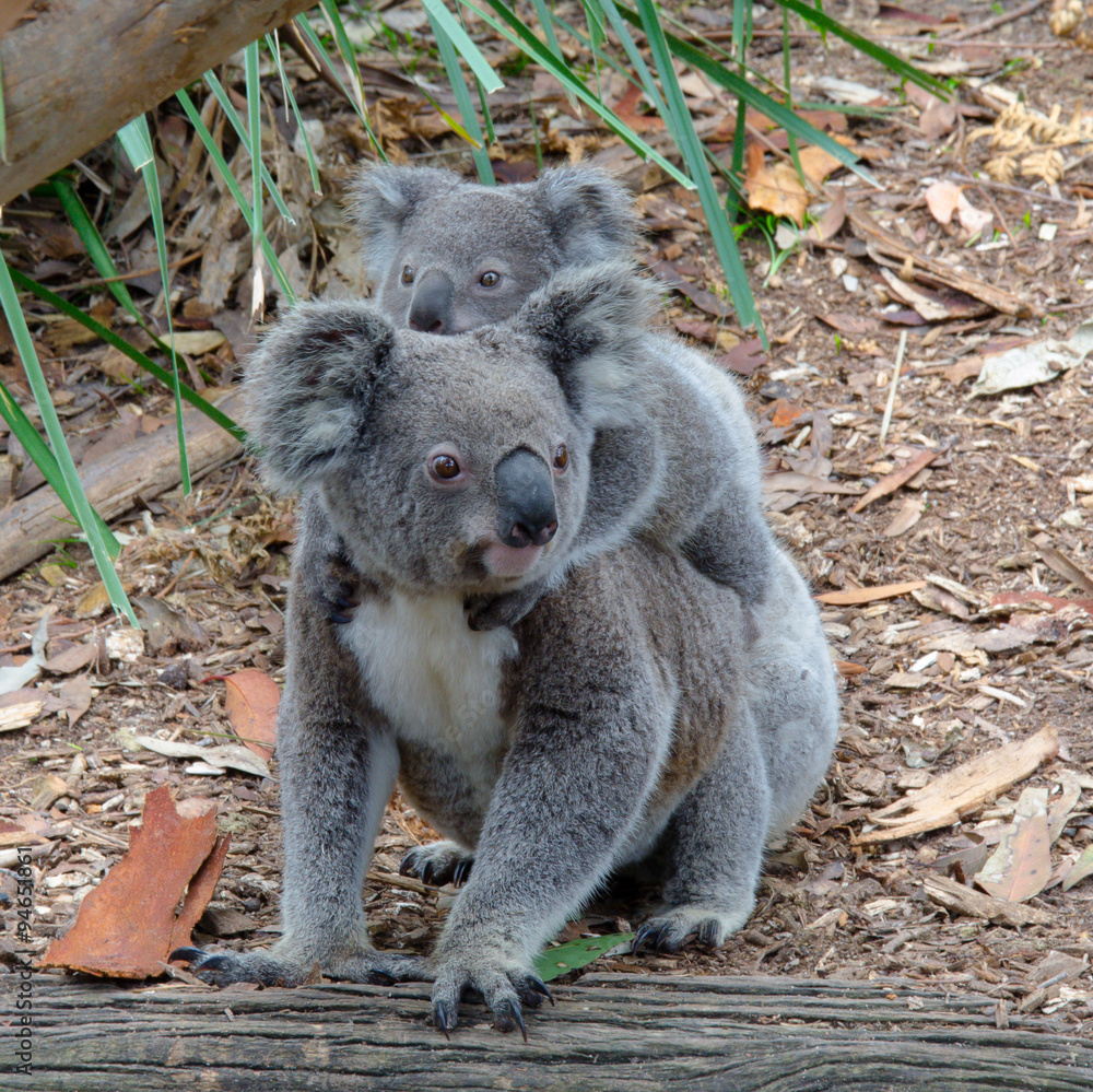Fototapeta premium Koala and baby Koala