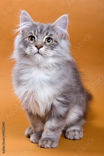 Fluffy gray kitten sitting and looking up on a brown background
