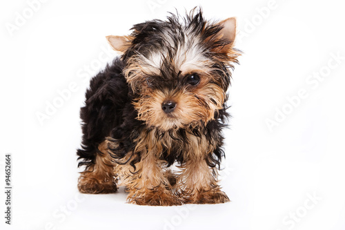 Sad Puppy Yorkshire terrier looking at the camera (isolated on white)