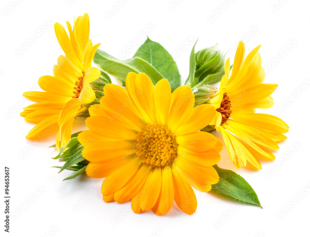 Calendula. Marigold flowers with leaves isolated on white Calendula. Marigold flowers with leaves isolated on white
