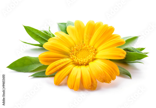 Fototapeta Naklejka Na Ścianę i Meble -  Calendula. Marigold flower with leaves isolated on white