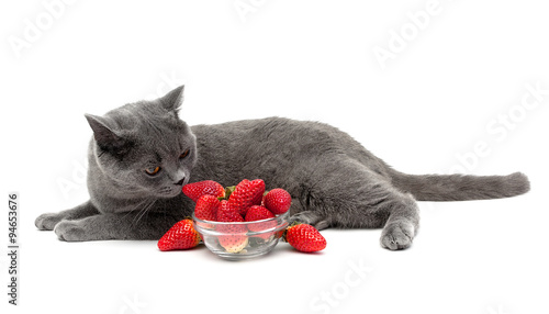 Scottish cat and ripe strawberry isolated on white background