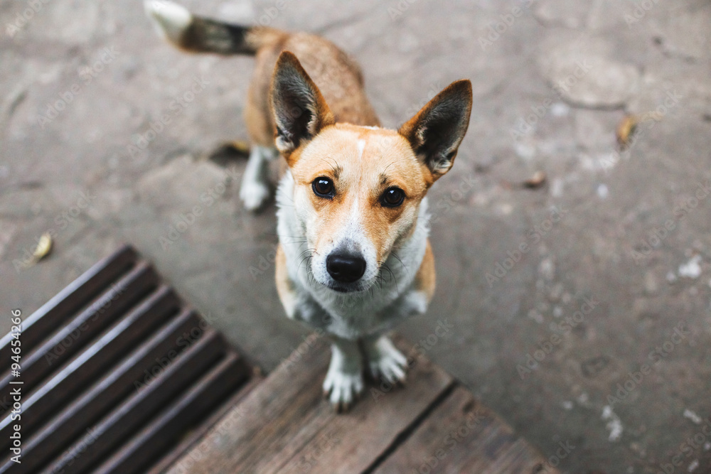 Dog looking straight into the eyes Dog looking straight into the eyes