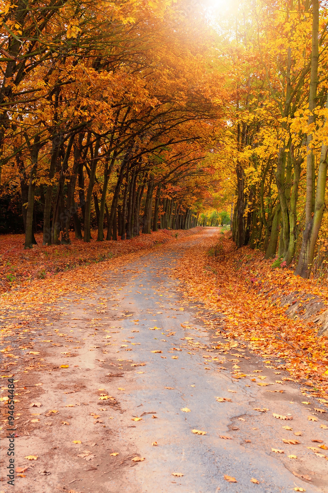 Obraz premium Red and colorful autumn colors in the forest with a road 