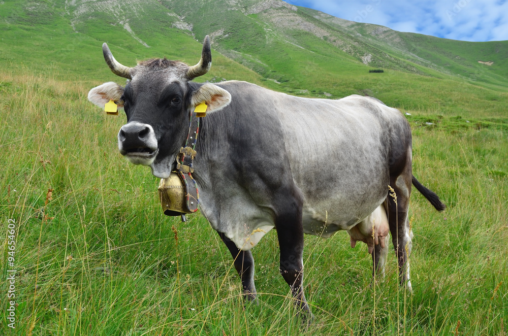 cow on a high mountain pasture. Alps, Italy.