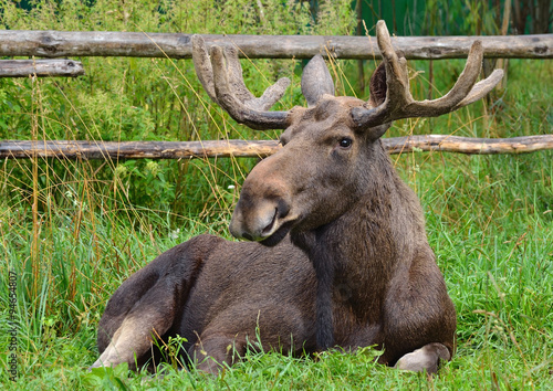 moose on the farm