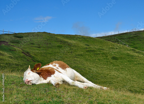 sleeping cow on a high mountain pasture. Alps, Italy.