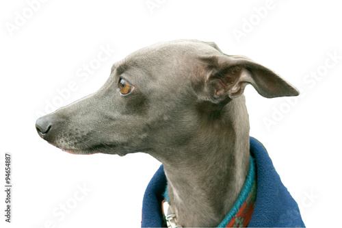 Greyhound  Windhund