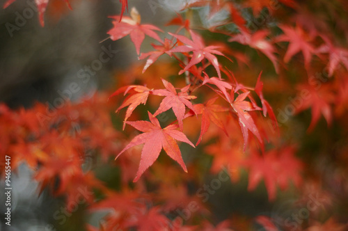 Red maple leaves during fall foliage in Japan photo