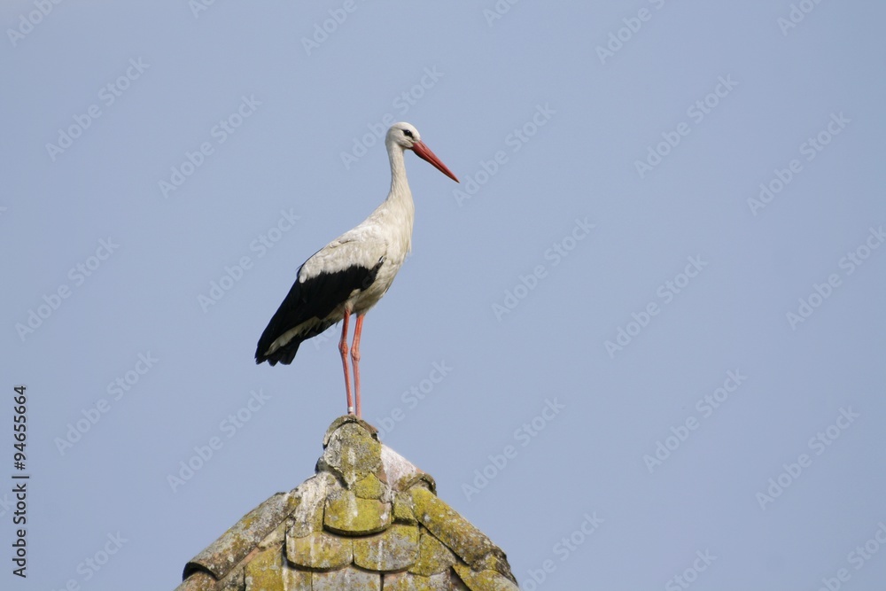 Bird on roof Bird on roof