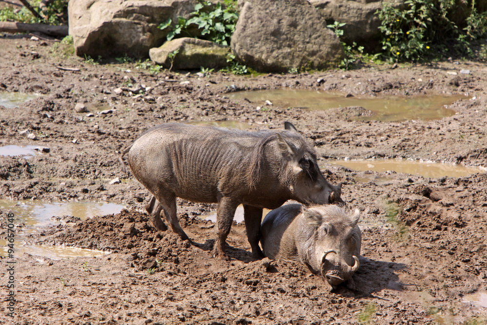 Warzenschweine Warzenschweine