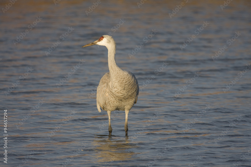 Sandhill Crane at Bosque Del Apache New Mexico Sandhill Crane at Bosque Del Apache New Mexico
