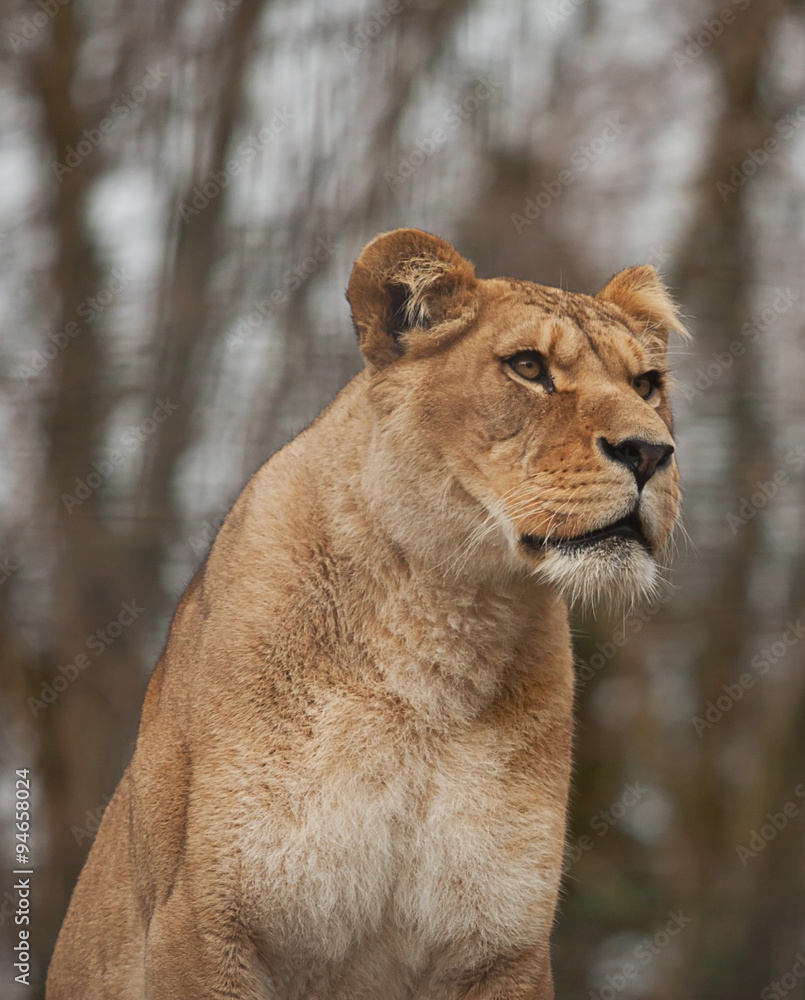 Obraz premium Alert Barbary lioness