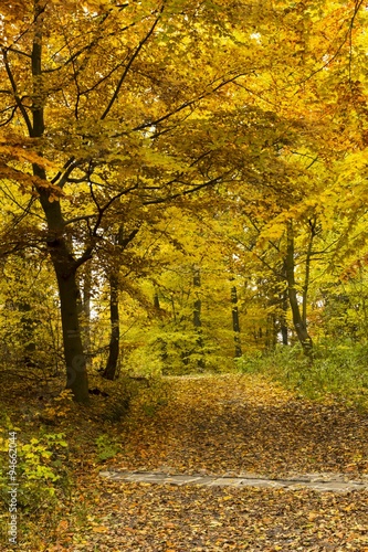Beautiful colors of autumn landscape