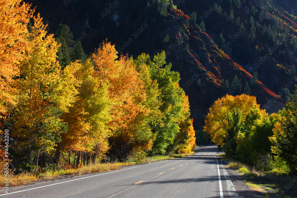 Colorful autumn trees by scenic route in rocky mountains