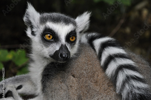 A thinking lemur © photo_fact