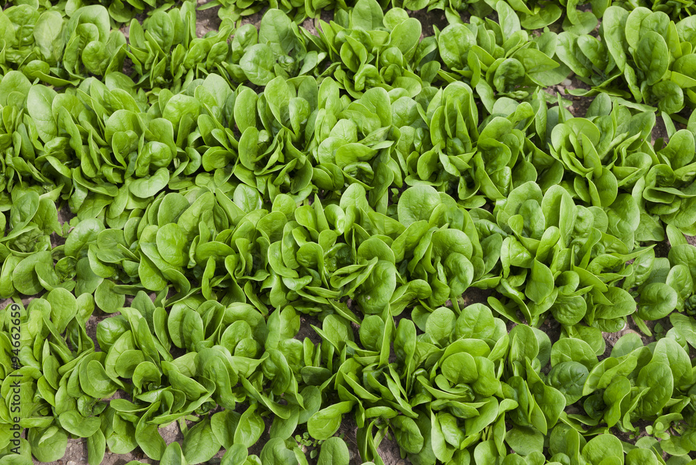 Salatbeet Salatbeet